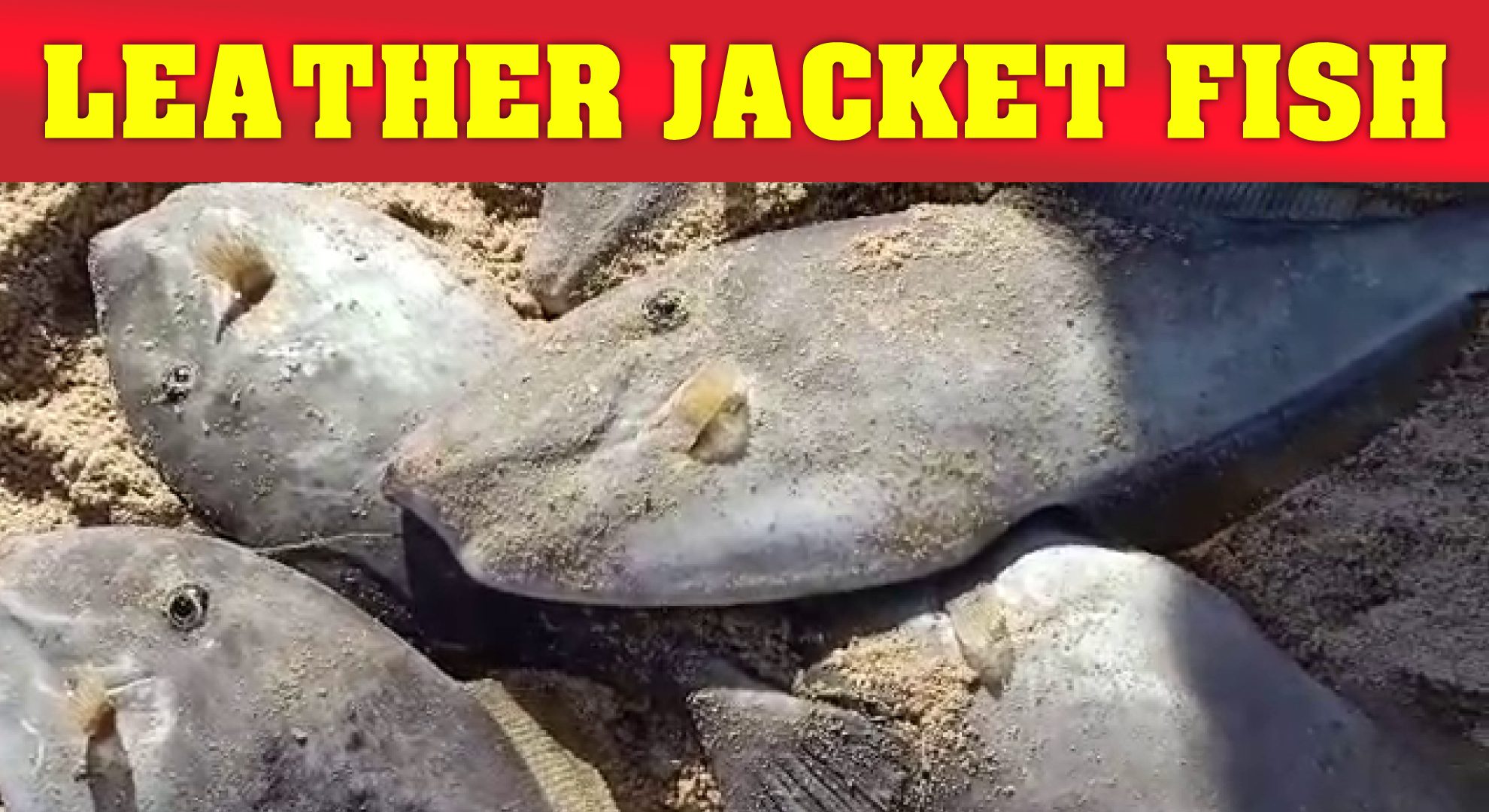 kilathi meen auction in beach | leather jacket fish | Malappa kilathi