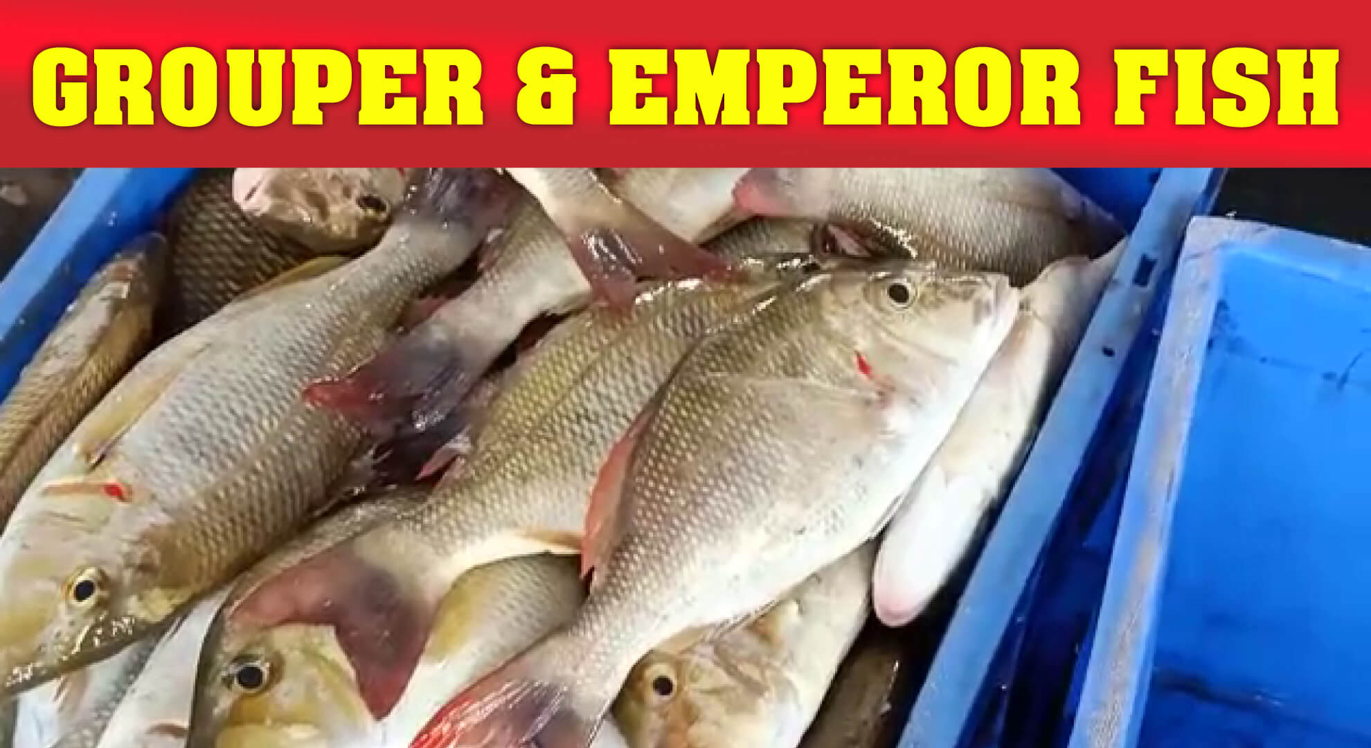 Kalavai meen & Vela Meen Sales in Fish market | Grouper fish & Emperor Fish