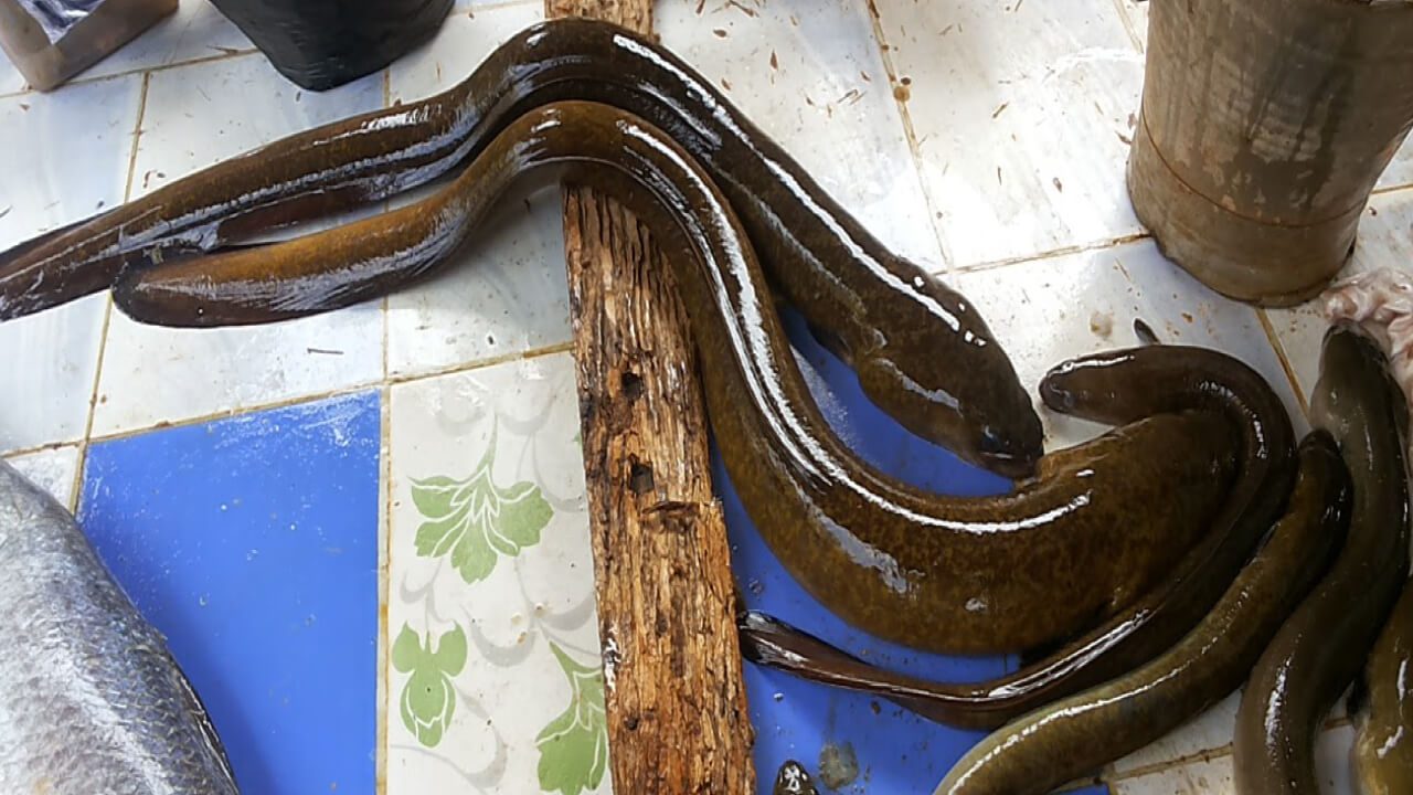 Which fish are safe for Kids with less Fish Bone | அறிவியல்புரம்