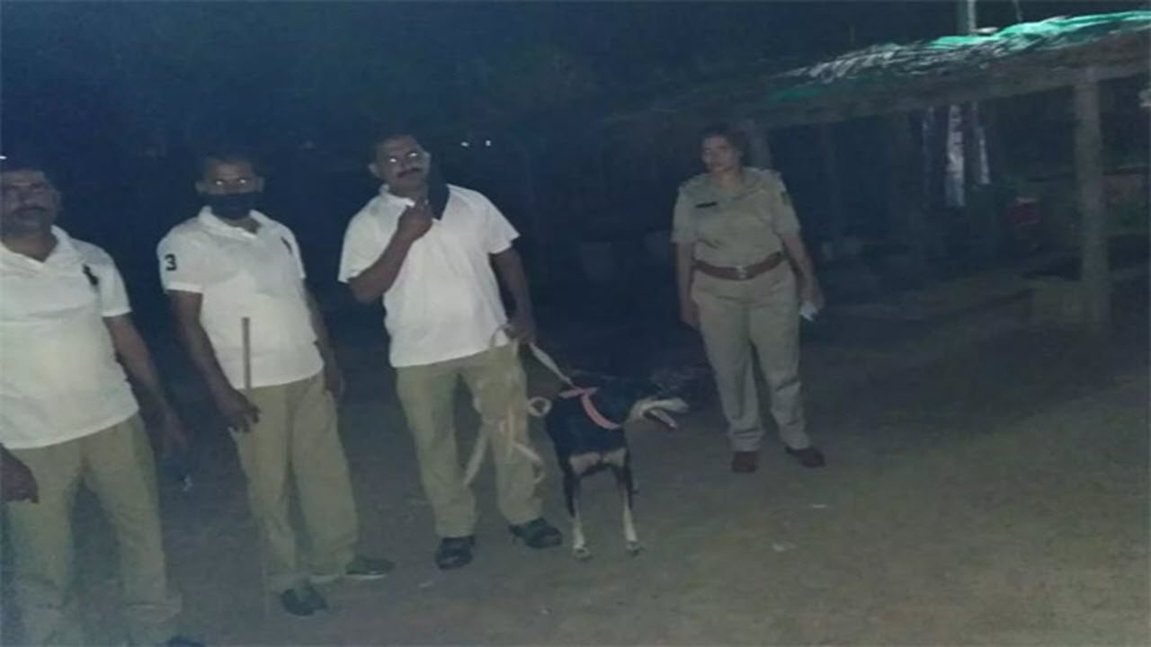 The sniffer dog that chased twelve kilometers away and found the killer