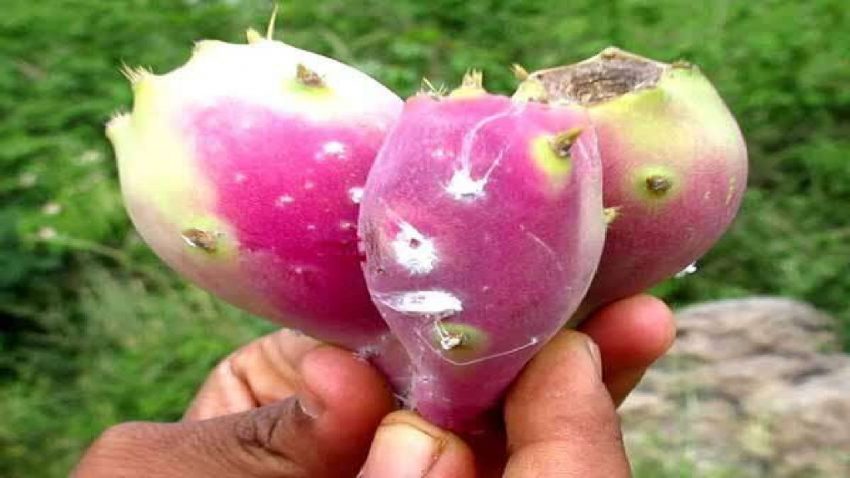 Eat this fruit to enjoy the baby