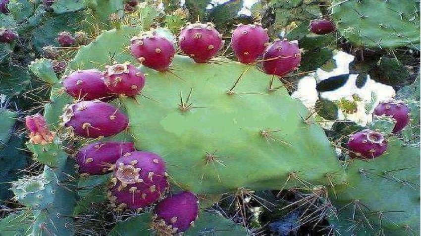 Eat this fruit to enjoy the baby