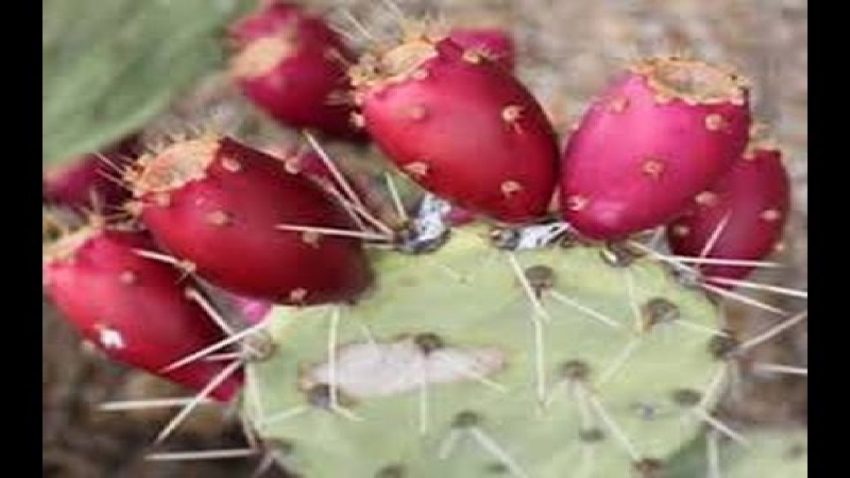 Eat this fruit to enjoy the baby