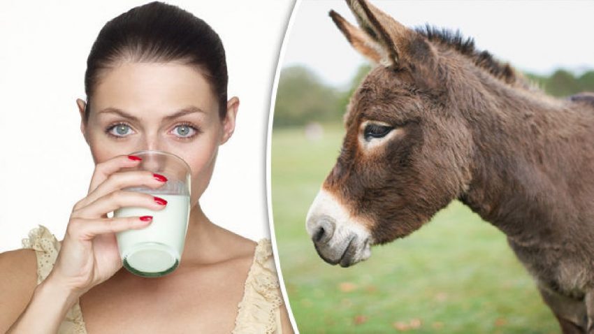 Rs 7000 per liter of donkey milk - a very lucrative business