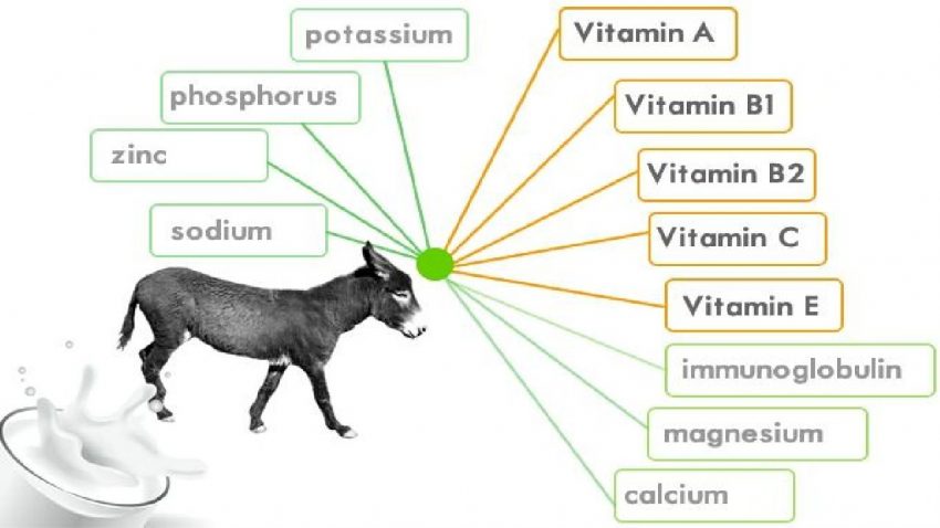 Rs 7000 per liter of donkey milk - a very lucrative business