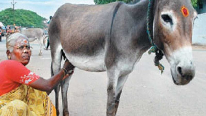 Rs 7000 per liter of donkey milk - a very lucrative business