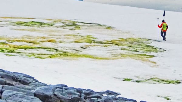 The mystery of Antarctica turning green