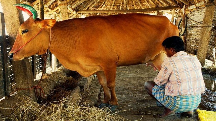 Heroic women jump into a 70 feet deep well to save a cow in Madurai