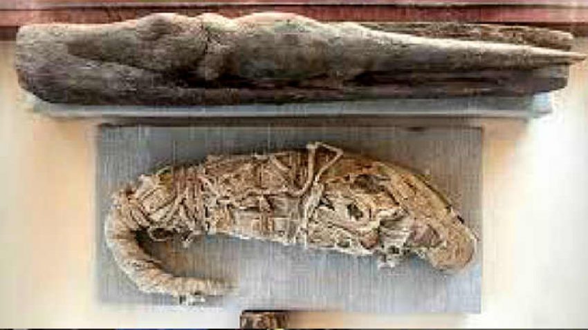 Hundreds of mummies have been found in Egypt, collapsing mysterious knots