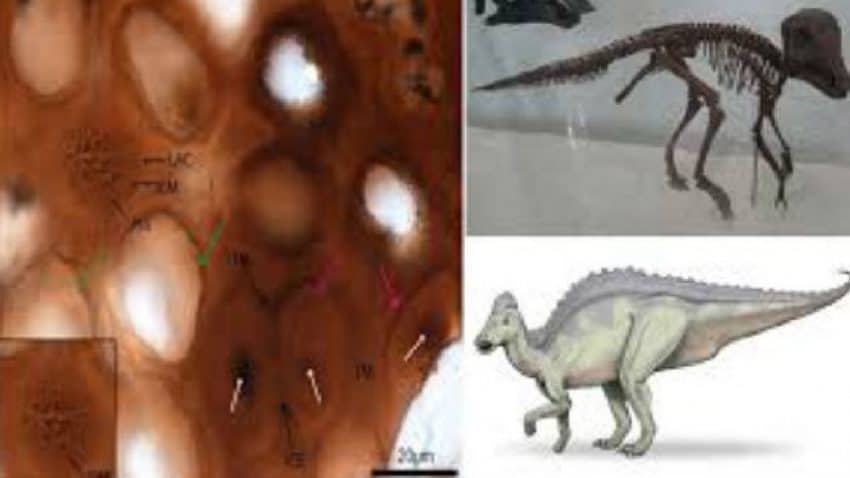 Dinosaur DNA discovered 75 million years ago