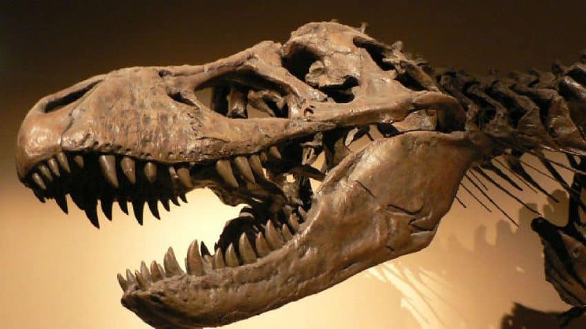 Dinosaur DNA discovered 75 million years ago