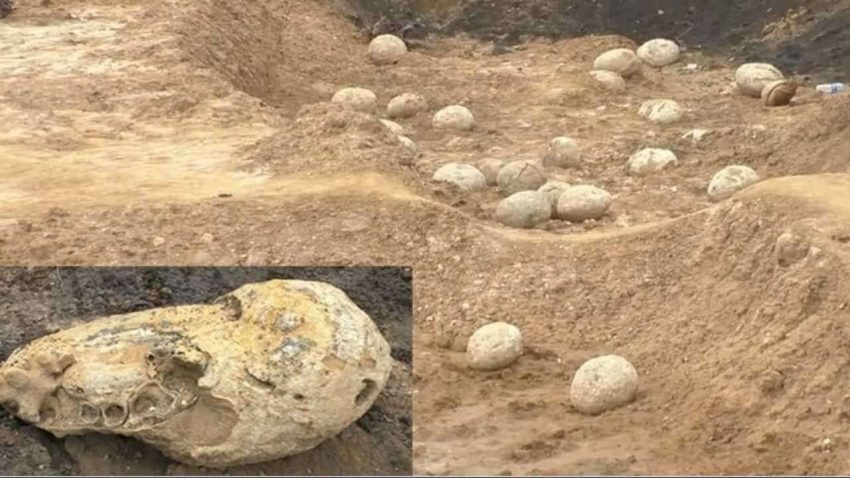 Dinosaur eggs have been found near Perambalur in Tamil Nadu