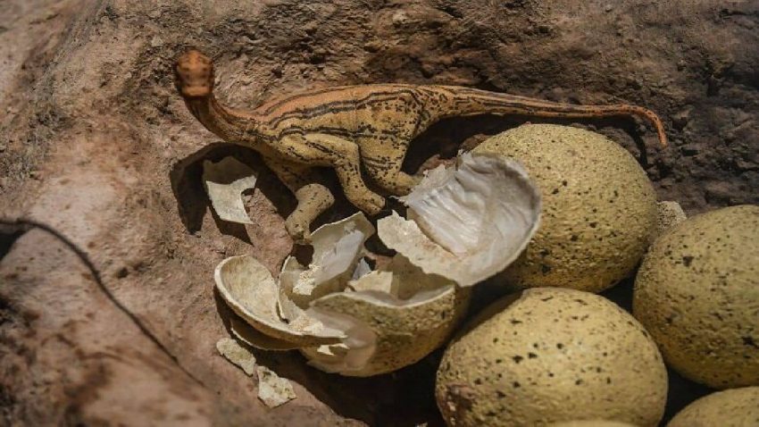 Dinosaur eggs have been found near Perambalur in Tamil Nadu