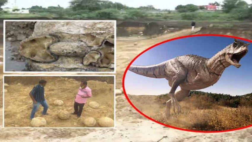 Dinosaur eggs have been found near Perambalur in Tamil Nadu