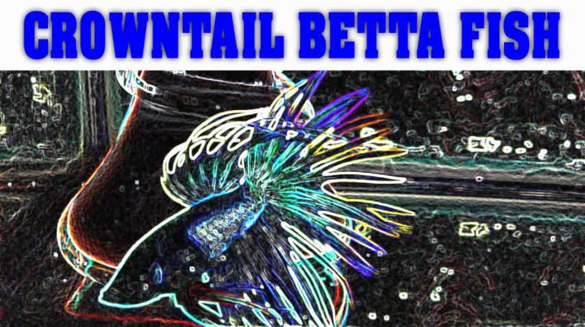 CROWNTAIL | CROWNTAIL BETTA FISH | கிரவுன் டைல் (பைக்டர்) ஃபிஷ் | ஃபைக்டர் மீன் விளையாட்டுக்கள்
