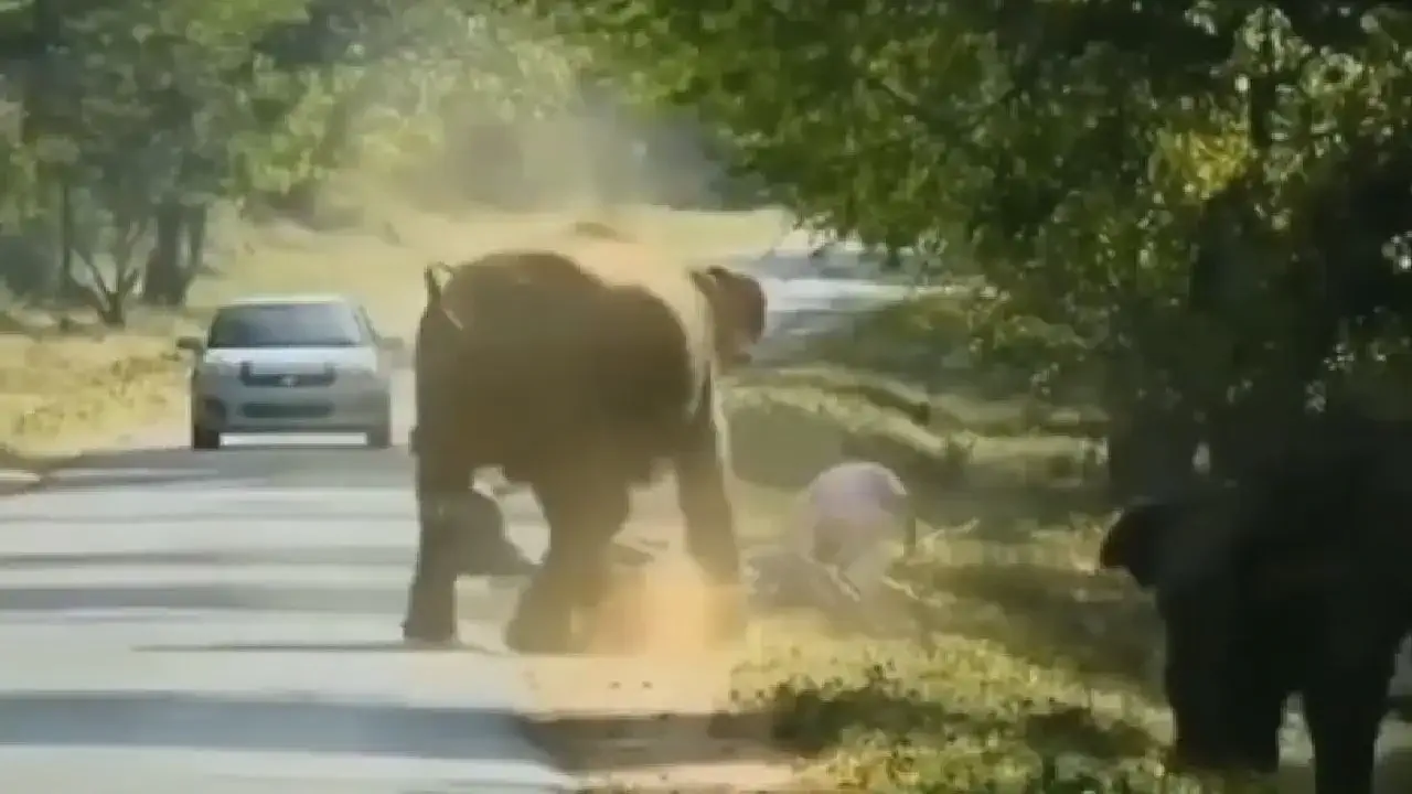 The elephant that chased the youngsters to run away? Video footage of him running away from a two wheeler !!!