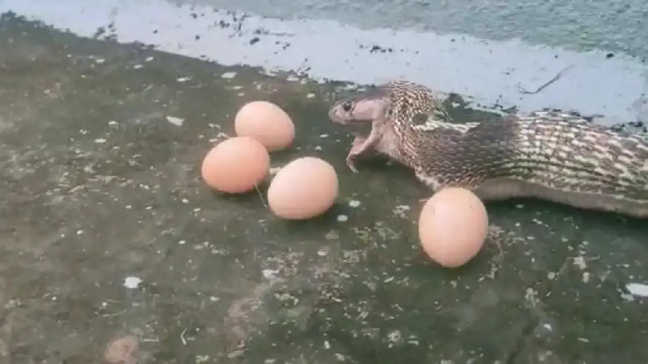 The snake that vomited without breaking the 6 chicken eggs that were swallowed 