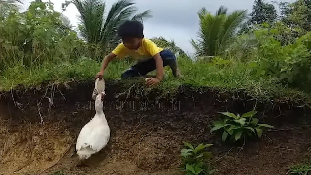 Duck to help the boy take the sandals - Video inside !!!