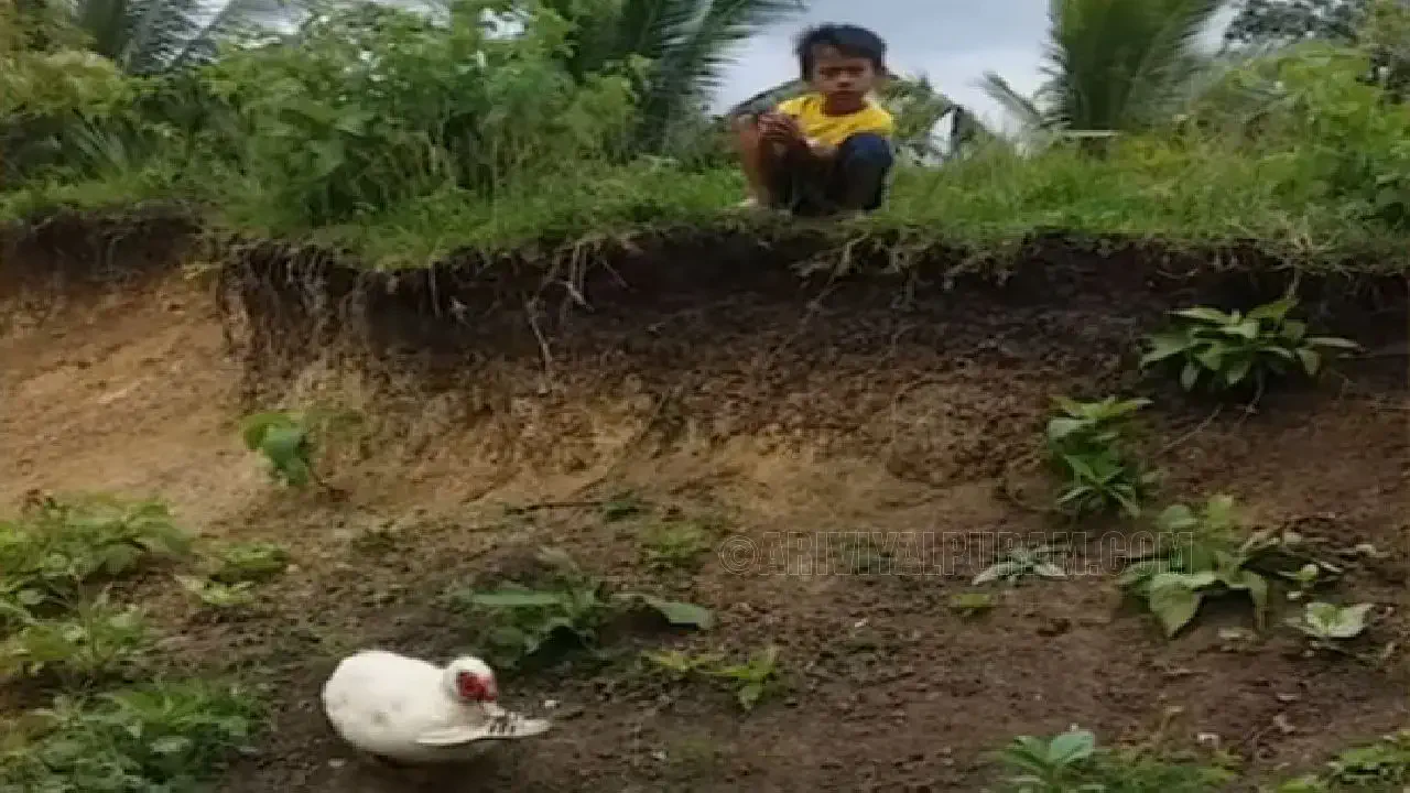 Duck to help the boy take the sandals - Video inside !!!