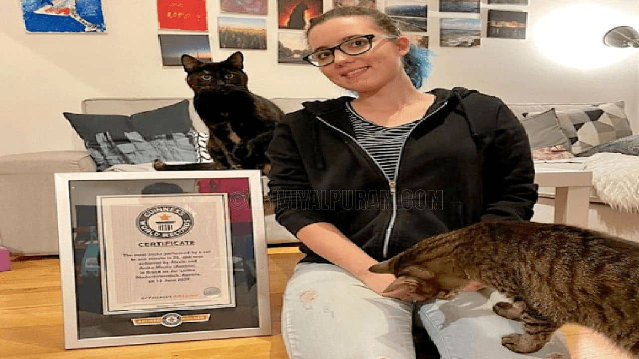 Guinness World Record for Wonder Cat!!!