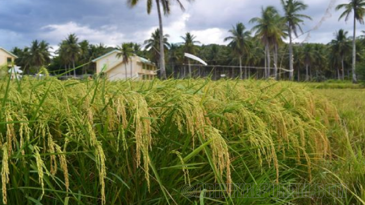 Crop immune system