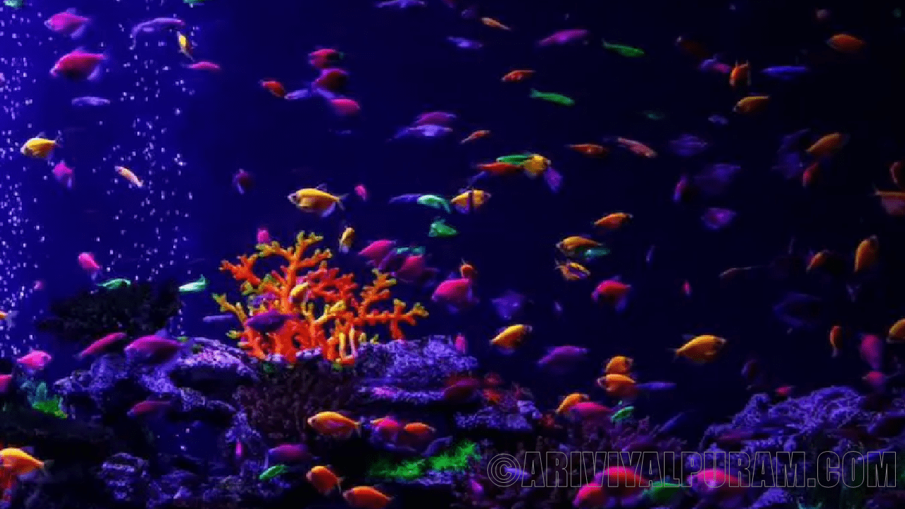 Fishes with white light