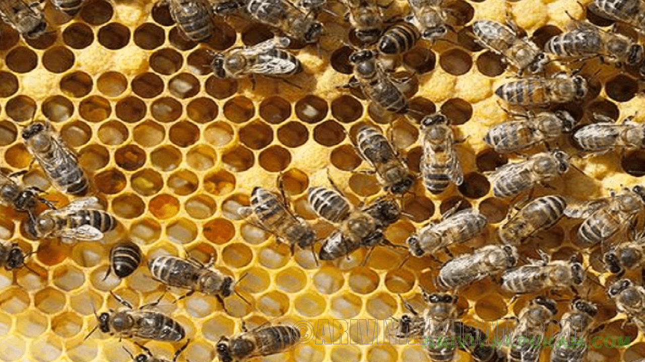 Honeybees dance