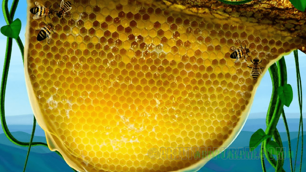 Honeycomb Cell