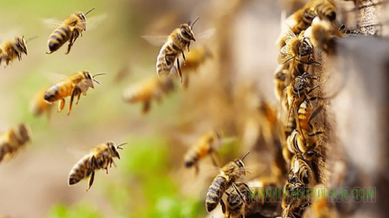 Honeybees dance