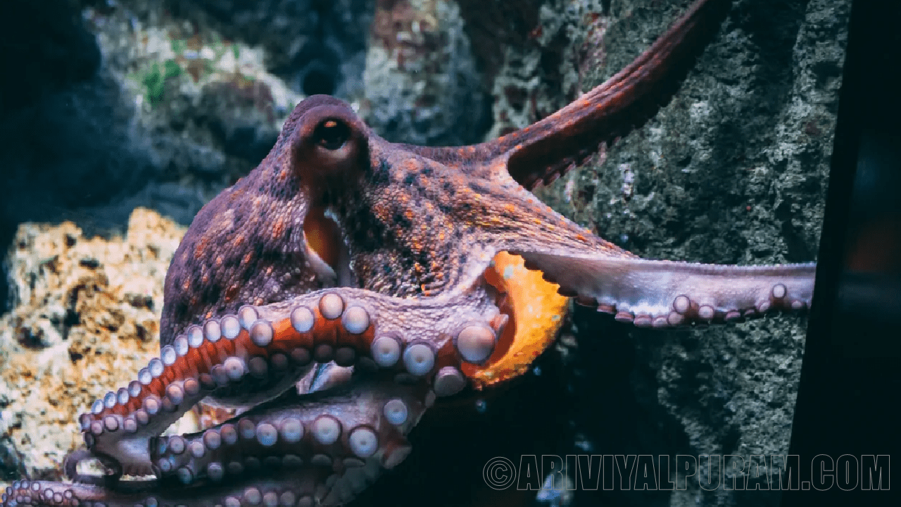 Octopus Brain Wave