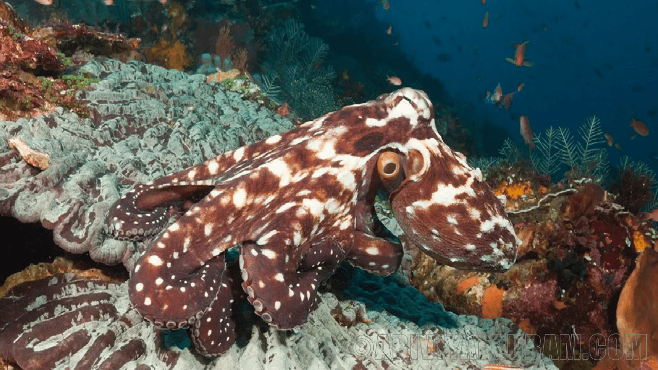 Octopus Brain Wave
