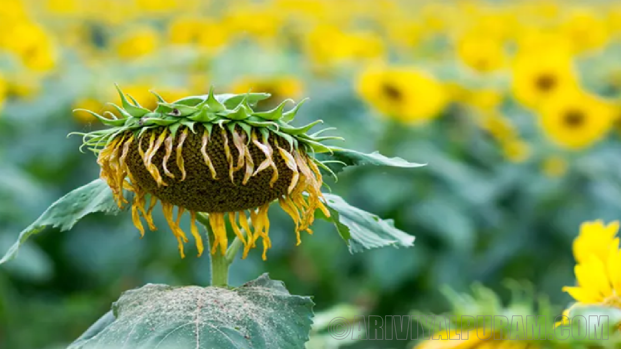 Stressed plants 