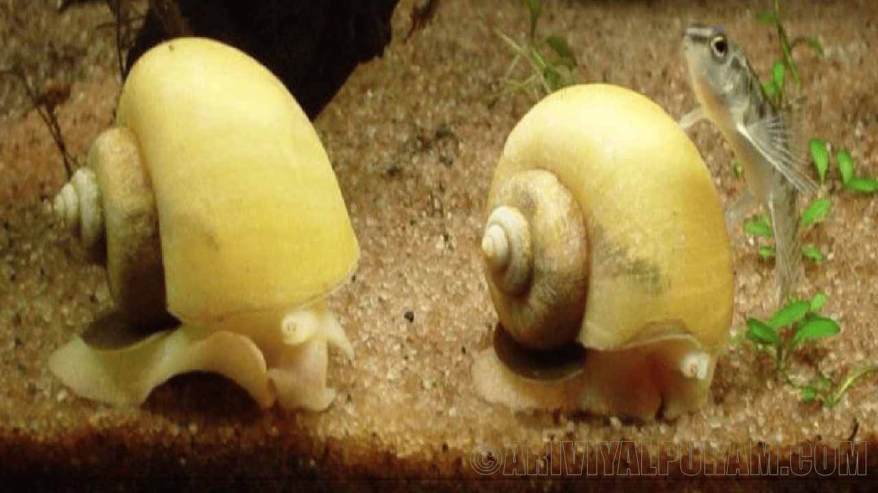A snail-borne disease 
