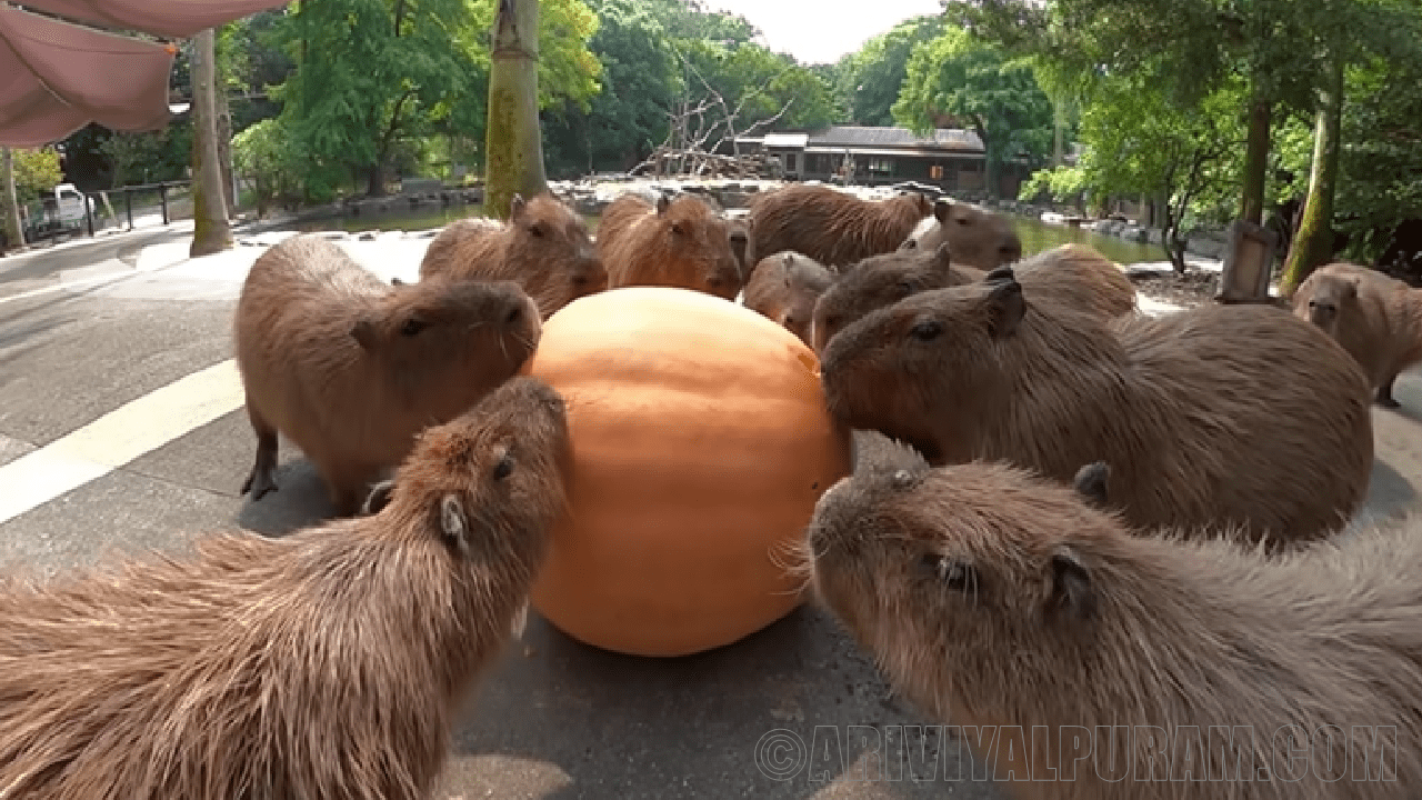 Capybaras