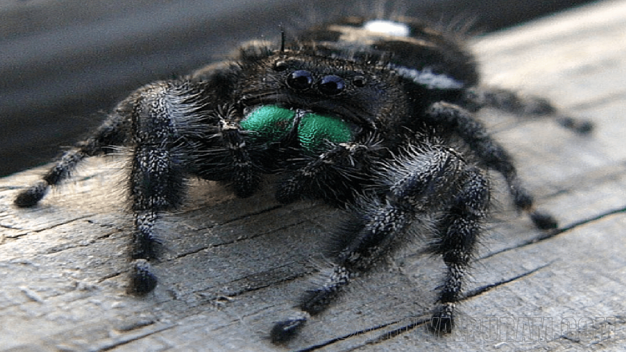 Daring jumping spiders blinded by hunger