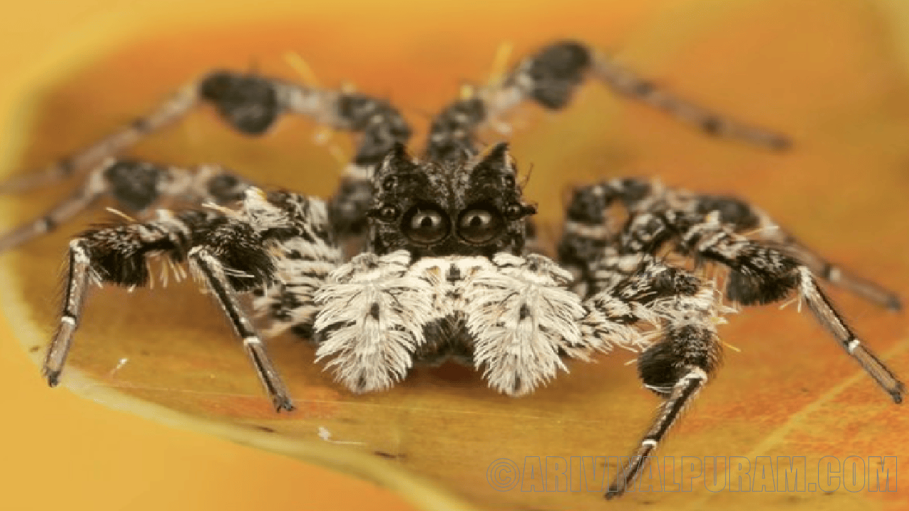 Daring jumping spiders blinded by hunger