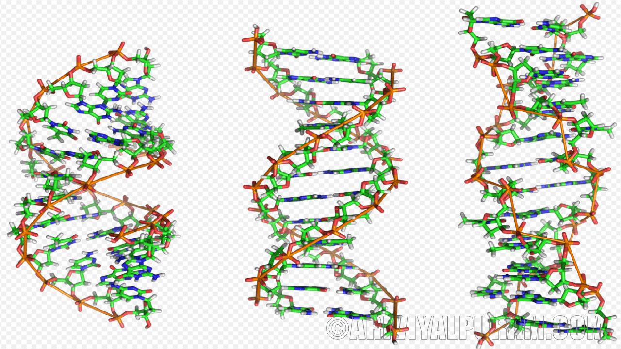 DNA is a helix