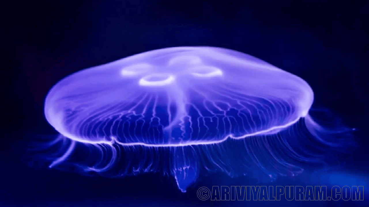 Jellyfish related to marine life