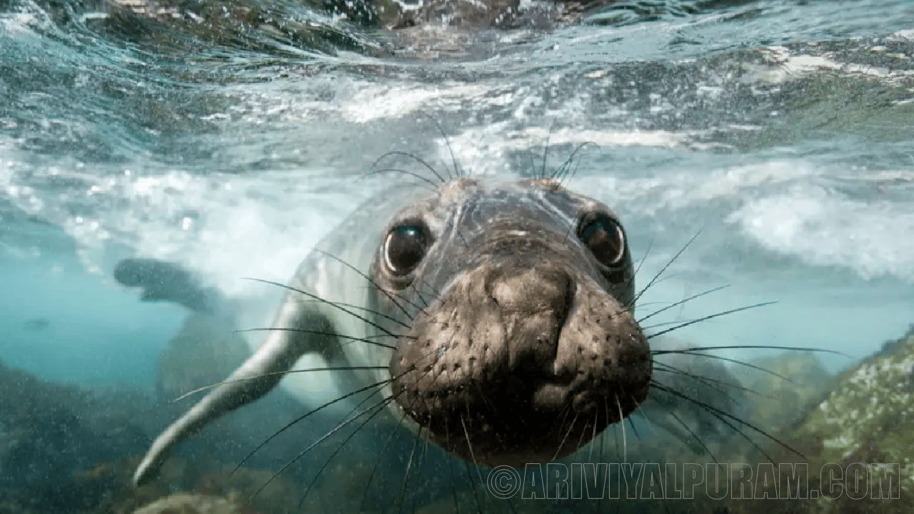 Northern elephant seals sleep for two hours in the ocean