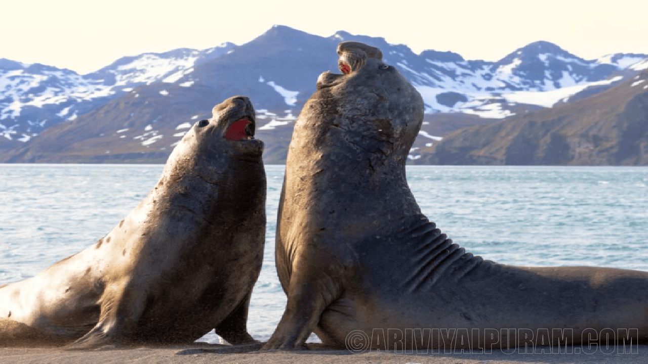 Northern elephant seals sleep for two hours in the ocean
