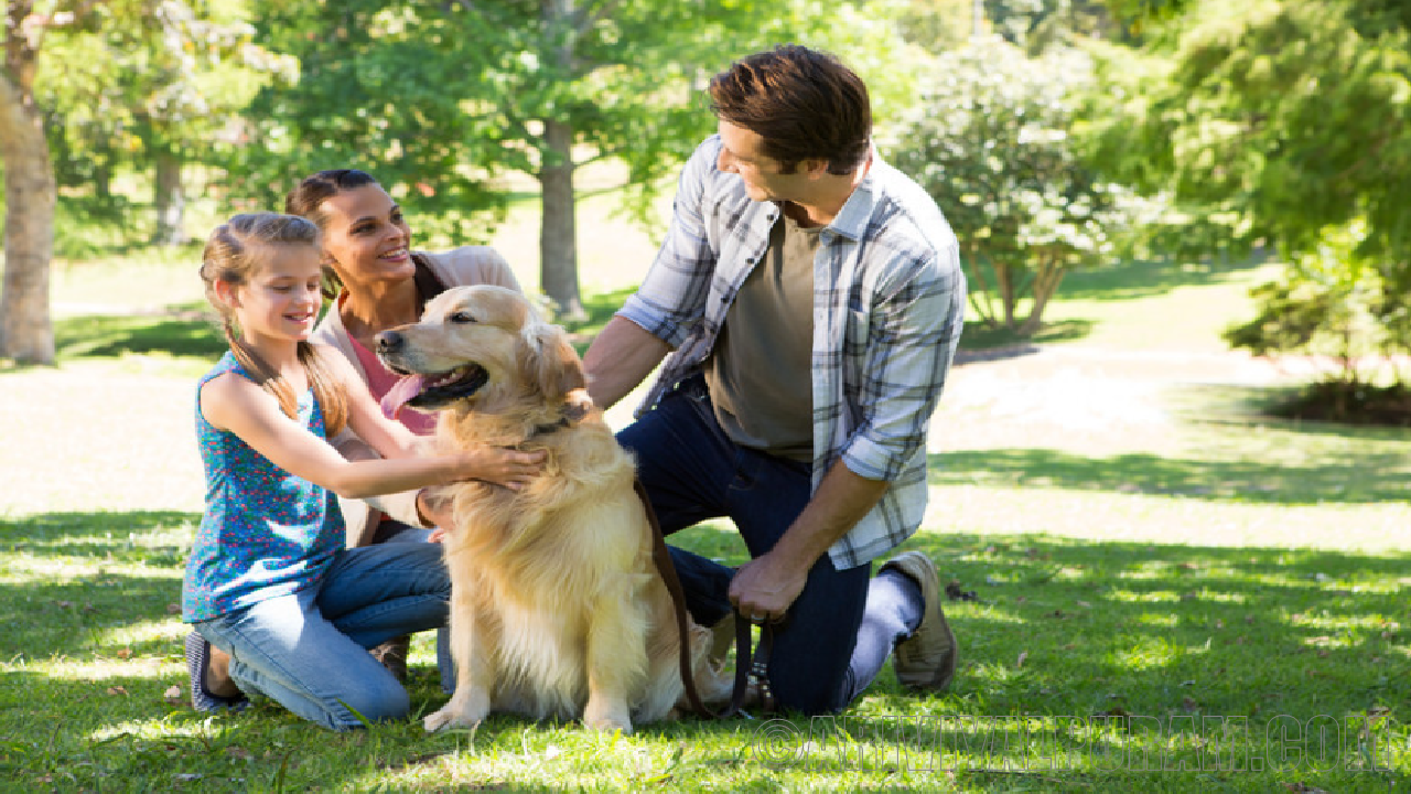 Pets and people bonding