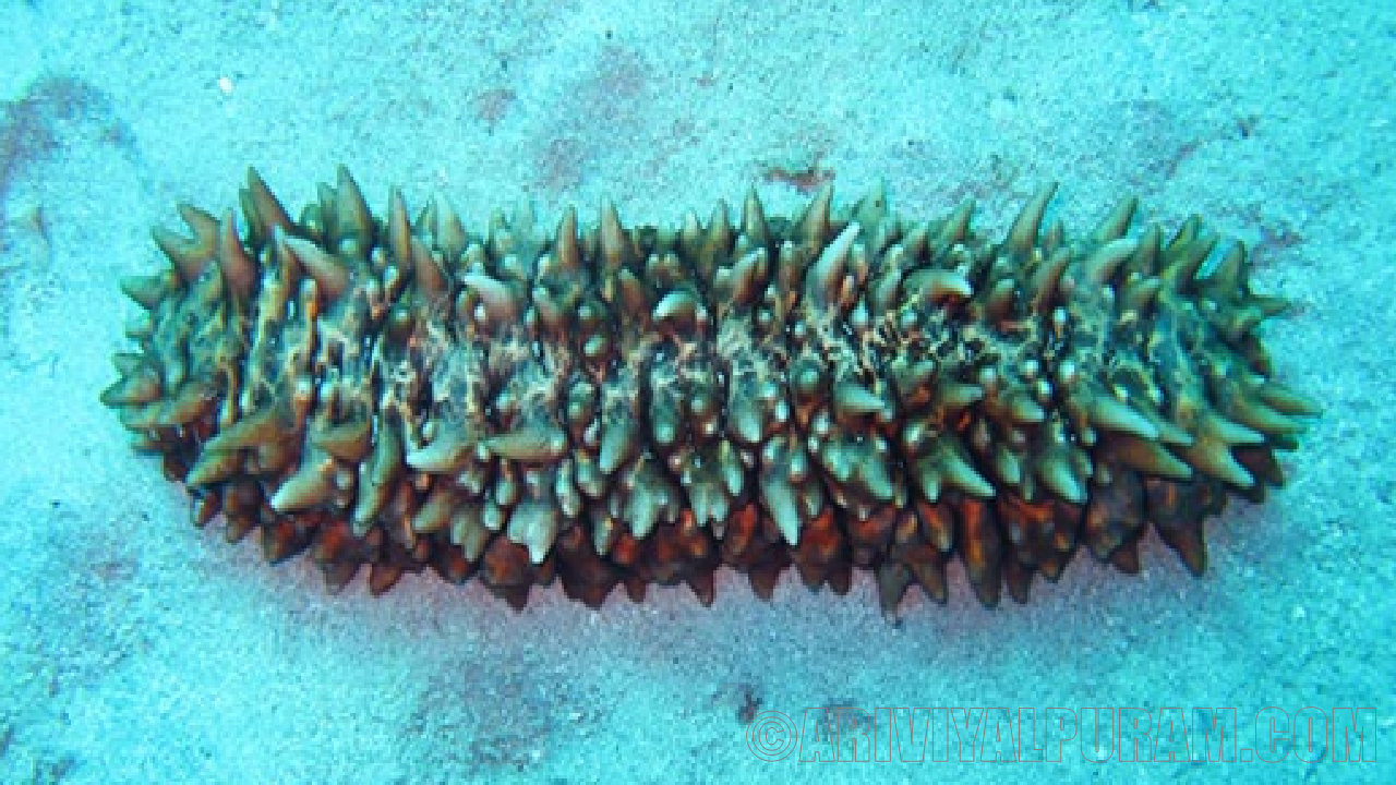 Sea cucumber