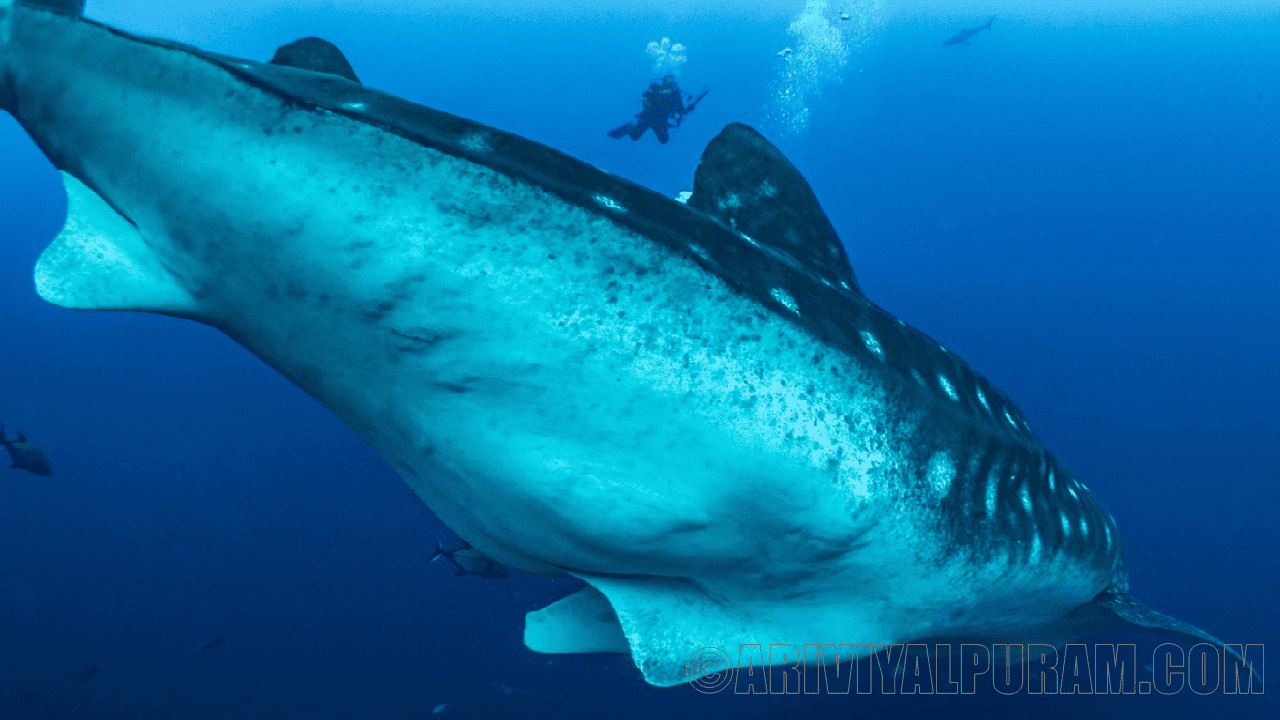 Secrets of pregnant whale sharks
