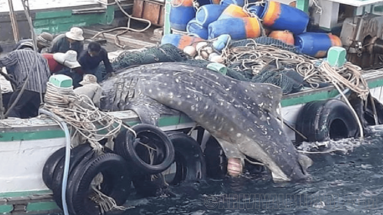 Secrets of pregnant whale sharks