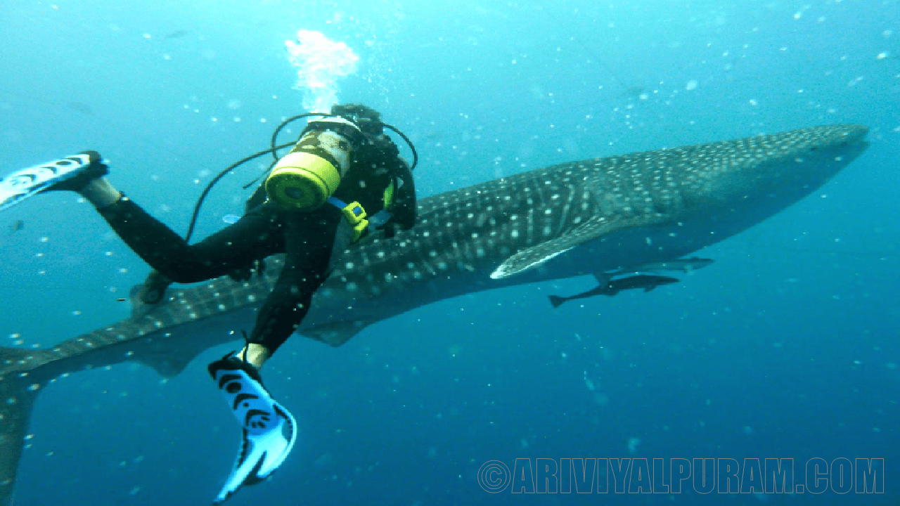 Secrets of pregnant whale sharks