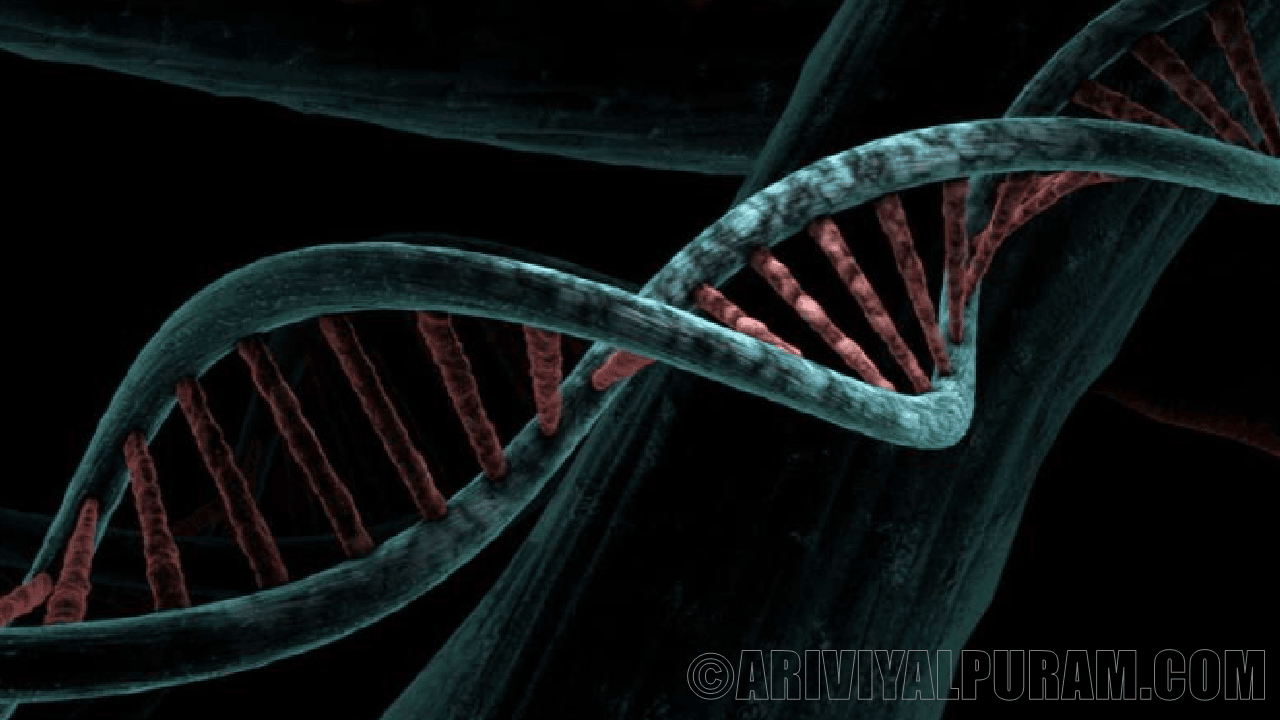 The mammalian genomes