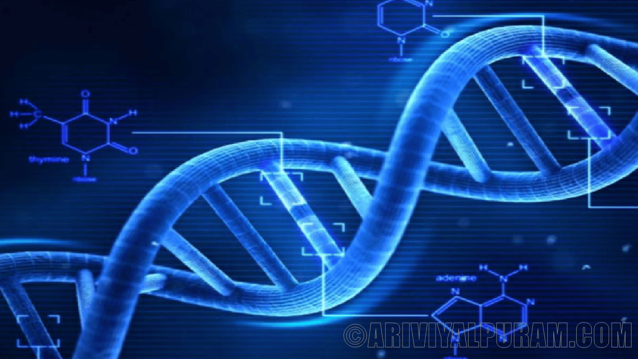 The mammalian genomes