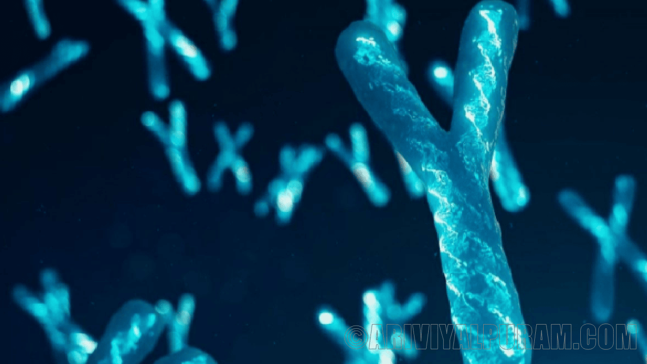 The mammalian genomes