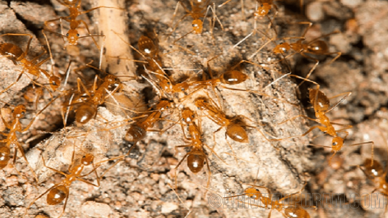 Yellow crazy ants