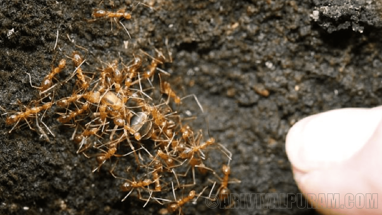 Yellow crazy ants